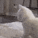 aq_Cat_Twerk emoji