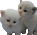 5kittens emoji