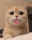 cat emoji