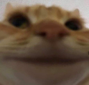 catmoment emoji
