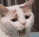 cattired emoji