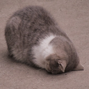 catsob emoji