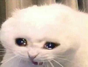 evensaddercat emoji