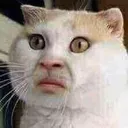 verynormalcat emoji