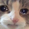 SadKitty_dfem emoji