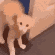 t_catleave emoji