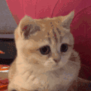 EE_catYess emoji