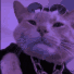 fz_Cat_Swag emoji