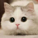 3636cutekittystare1 emoji