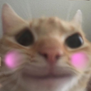 1cat_blush emoji