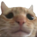 catSad emoji