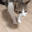 r_catflop emoji