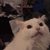 catscream emoji