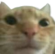 catbruh emoji