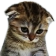 sadcat emoji