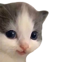 cat emoji