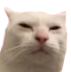 3judingcatremovebgpreview emoji