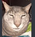 jajokot emoji