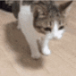 8810catfalling emoji