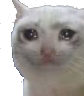 crying_cat emoji