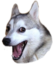 jokedoge emoji
