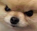 woof emoji
