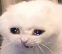 Sad_Cat emoji