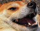 HappFloof emoji