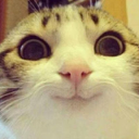 cat emoji