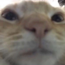 cate emoji
