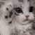 FlusteredKitty emoji