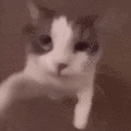 kittyhugs emoji