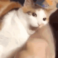 catmonch emoji