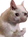 r_whysadcat emoji