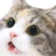 c4l_cutecat emoji