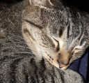 cutecat emoji