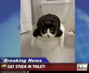 toiletcat emoji
