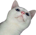 CatLook emoji