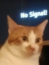 cat2 emoji