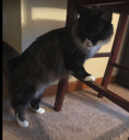 supercat emoji