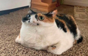 cat emoji