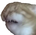 catdisgust emoji