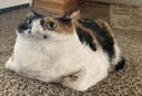 panoramic_cat emoji