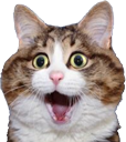r_shockcat emoji