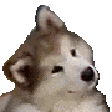 8nanipup emoji