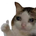 sad_cat_approve emoji