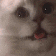 WTFcat emoji