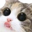 catnip emoji