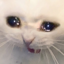 sadcat emoji
