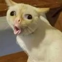 MonkeyCat emoji